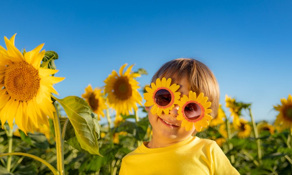 sunflowers for Ukraine 