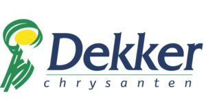 Dekker Chrysanten