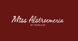 Miss Alstroemeria